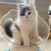 ブリティッシュロングヘア