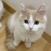 ブリティッシュロングヘア