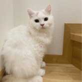 ブリティッシュロングヘア