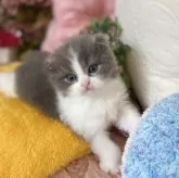 スコティッシュフォールド(折れ耳)