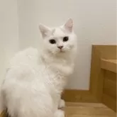 ブリティッシュロングヘア