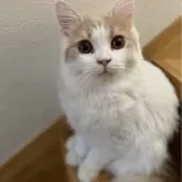 ブリティッシュロングヘア