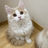 ブリティッシュロングヘア