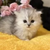 ミヌエット(短足)