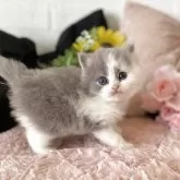 ブリティッシュロングヘア