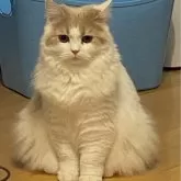 ブリティッシュロングヘア