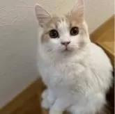 ブリティッシュロングヘア