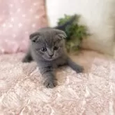 スコティッシュフォールド(折れ耳)