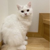 ブリティッシュロングヘア