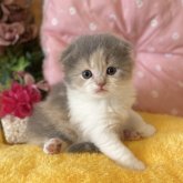 スコティッシュフォールド