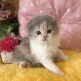 スコティッシュフォールド(折れ耳)