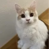 ブリティッシュロングヘア