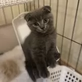 スコティッシュフォールド(折れ耳)