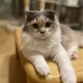 スコティッシュフォールド(折れ耳)【愛知県・女の子・2025年3月31日・ダイリュートキャリコ】の写真1「お首周りがゴージャスになってきました💠」