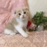 スコティッシュフォールド(折れ耳)