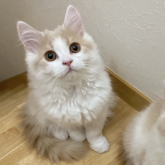 ブリティッシュロングヘア