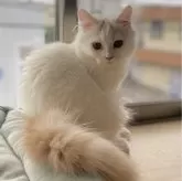 ブリティッシュロングヘア