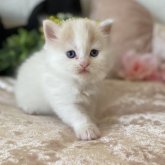 ブリティッシュロングヘア