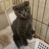 スコティッシュフォールド(折れ耳)