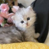 ミヌエット(長足)