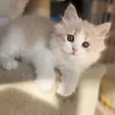 スコティッシュフォールド(立ち耳)