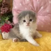 スコティッシュフォールド(折れ耳)