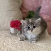 ミヌエット(短足)【愛知県・女の子・2024年12月14日・ブルーパッチドタビー】の写真10