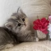 ミヌエット(短足)【愛知県・女の子・2024年12月14日・ブルーパッチドタビー】の写真3