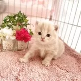 ブリティッシュロングヘア【愛知県・男の子・2026年3月2日・クリーム】の写真13