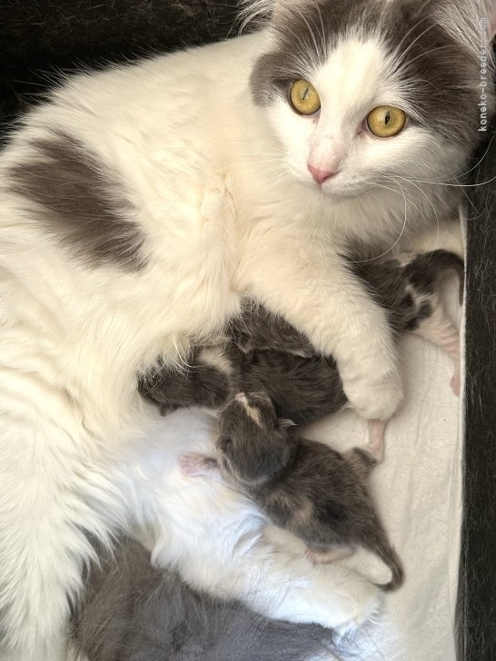 田中宏子ブリーダーのブログ：子猫ちゃん生まれました🍼