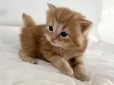 ラガマフィン【千葉県・男の子・2025年11月14日・レッドタビー】の写真12