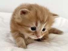 ラガマフィン【千葉県・男の子・2025年11月14日・レッドタビー】の写真8