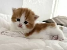 ラガマフィン【千葉県・女の子・2025年11月14日・レッドタビー&ホワイト】の写真12