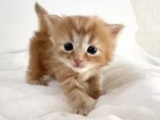 ラガマフィン【千葉県・男の子・2025年11月14日・レッドタビー】の写真14