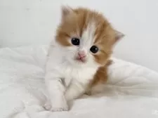 ラガマフィン【千葉県・女の子・2025年11月14日・レッドタビー&ホワイト】の写真15