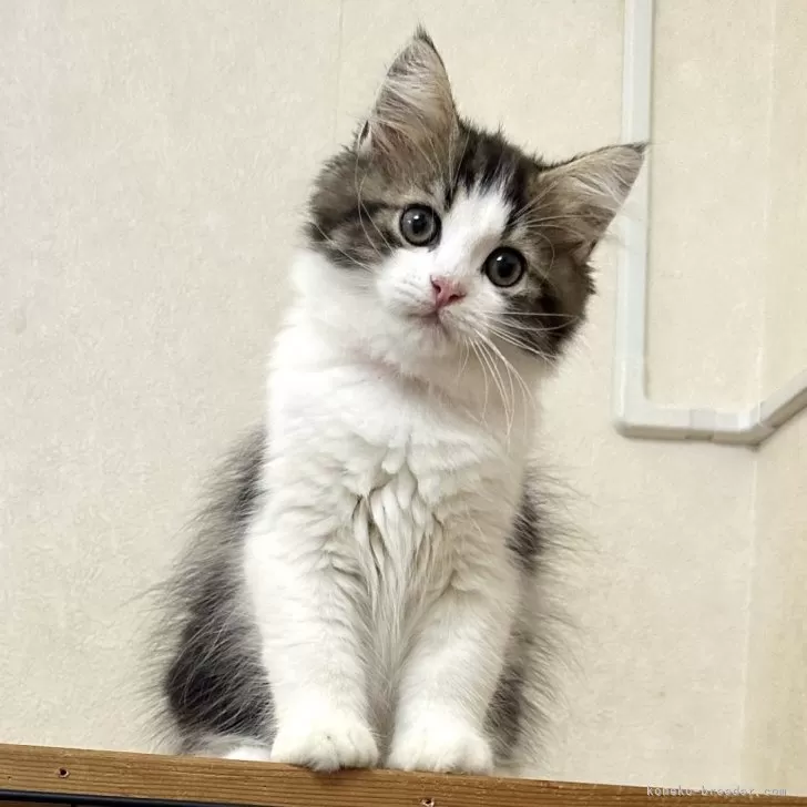 M.K 様のお迎えした子猫
