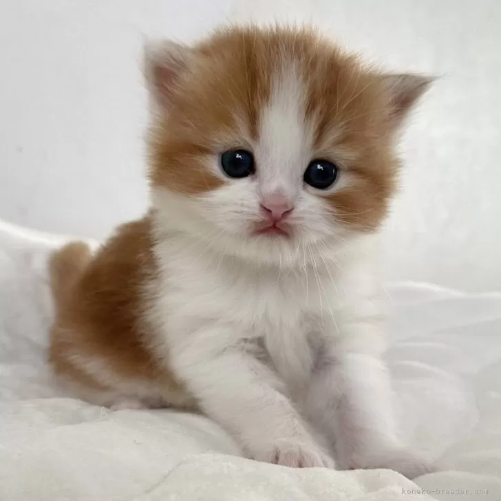 ラガマフィン【千葉県・女の子・2025年11月14日・レッドタビー&amp;ホワイト】の写真1