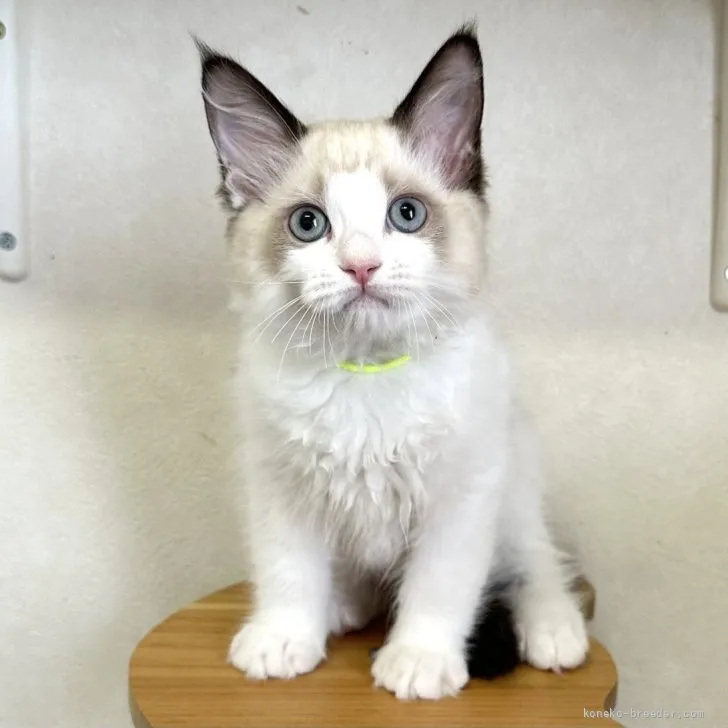 ID：2605-03804の子猫
