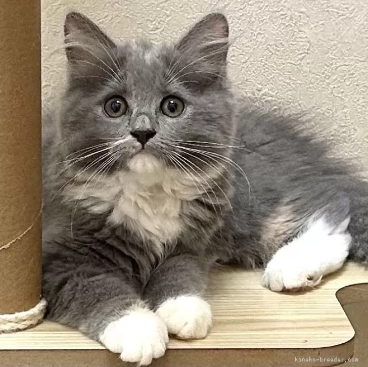 ID:2507-00142の子猫