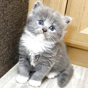 ラガマフィン【千葉県・女の子・2025年6月5日・ダイリュートキャリコ（長毛種）】の写真「ふわふわ毛並みが自慢です☆」