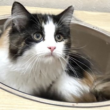 ラガマフィン【千葉県・女の子・2025年6月5日・キャリコ（長毛種）】の写真「ふわふわのかわいい女の子」