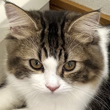 ラガマフィン【千葉県・男の子・2025年5月10日・ブラウンタビー&ホワイト（長毛種）】の写真「ヤンチャな男の子」