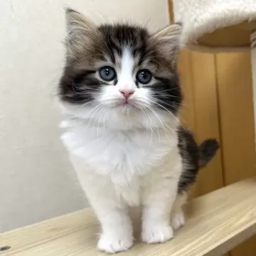 羊毛ねこターバンベレー(ホワイトホワイト)