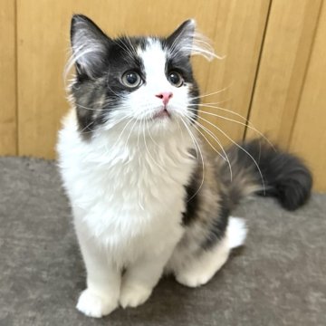 ラガマフィン【千葉県・女の子・2025年6月5日・キャリコ（長毛種）】の写真「ふわふわのかわいい女の子」