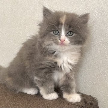 ラガマフィン【千葉県・女の子・2025年11月26日・ダイリュートキャリコ（長毛種）】の写真「ふわふわモフモフの女の子です🎀」