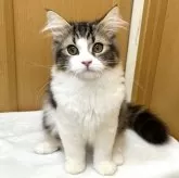 ラガマフィン