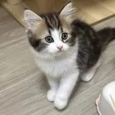 ラガマフィン