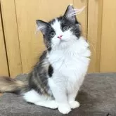 ラガマフィン