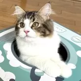 ラガマフィン