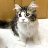ラガマフィン